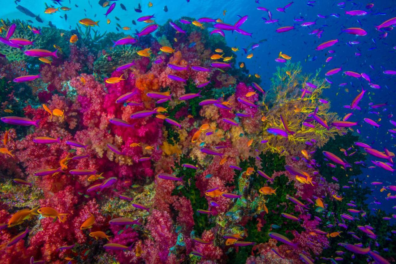 Sau Bay Resort - Off Taveuni Na Sau Bay 外观 照片